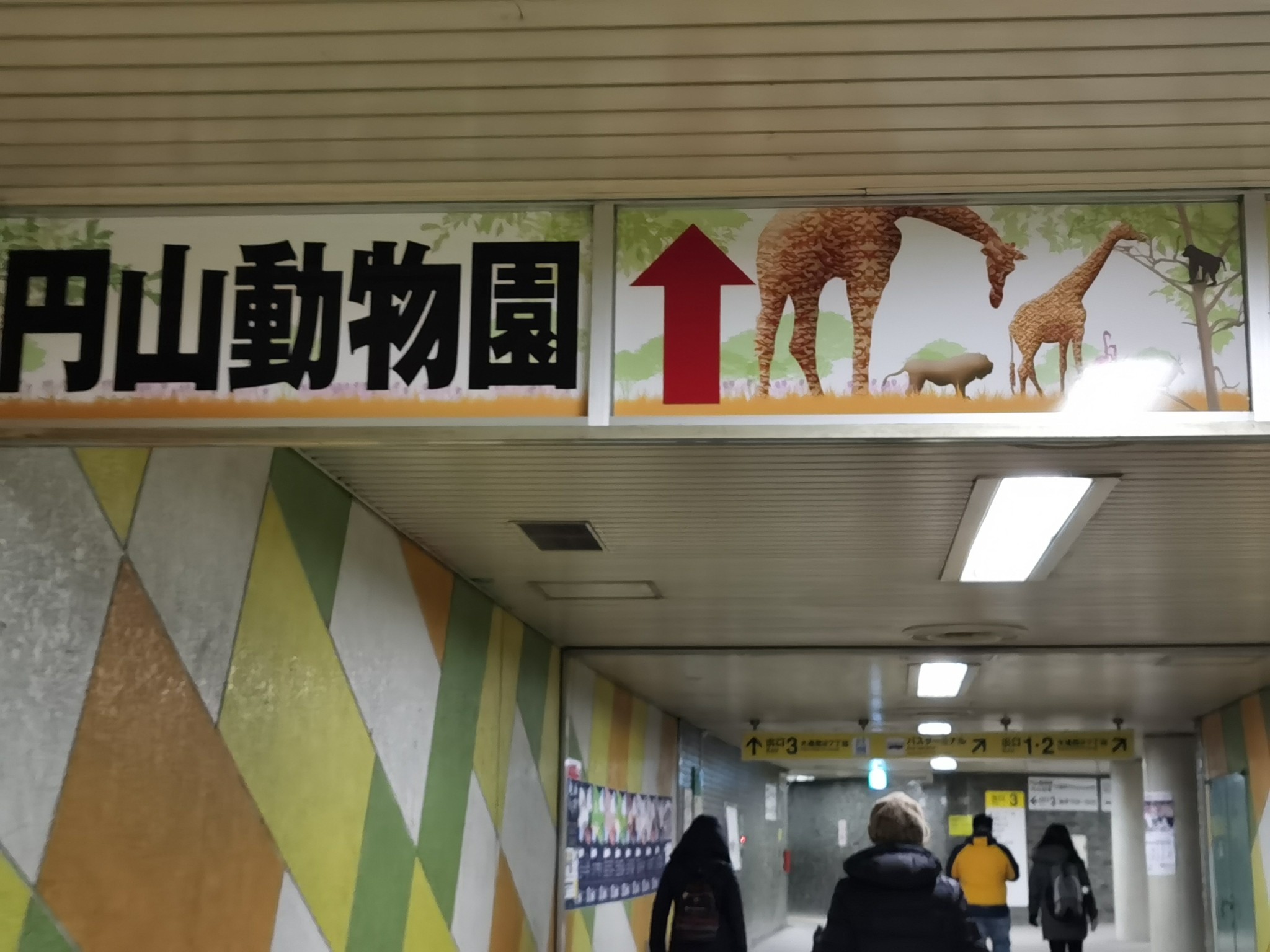 迟到2个月的游记-札幌圆山动物园 白色恋人工厂