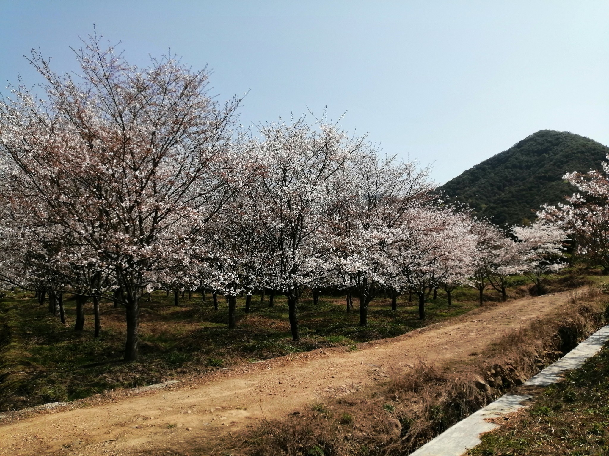 春分时节赏樱花(章镇樱花谷)