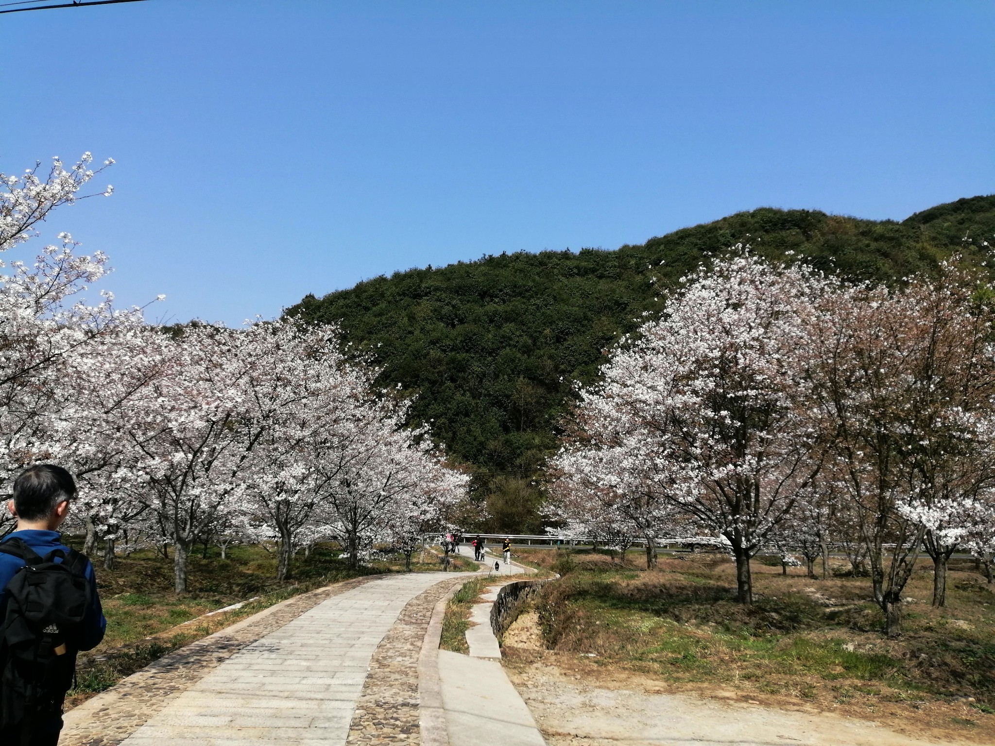 春分时节赏樱花(章镇樱花谷,上虞旅游攻略 马蜂窝