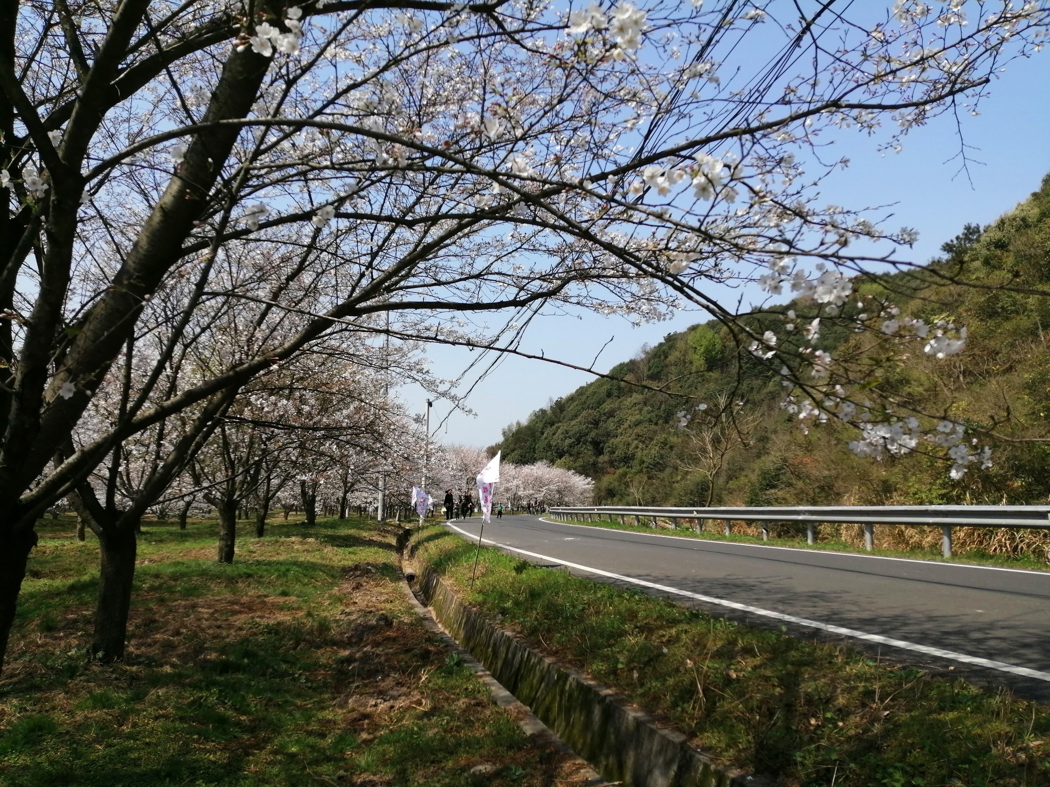 春分時節賞櫻花(章鎮櫻花谷),上虞旅遊攻略 - 馬蜂窩