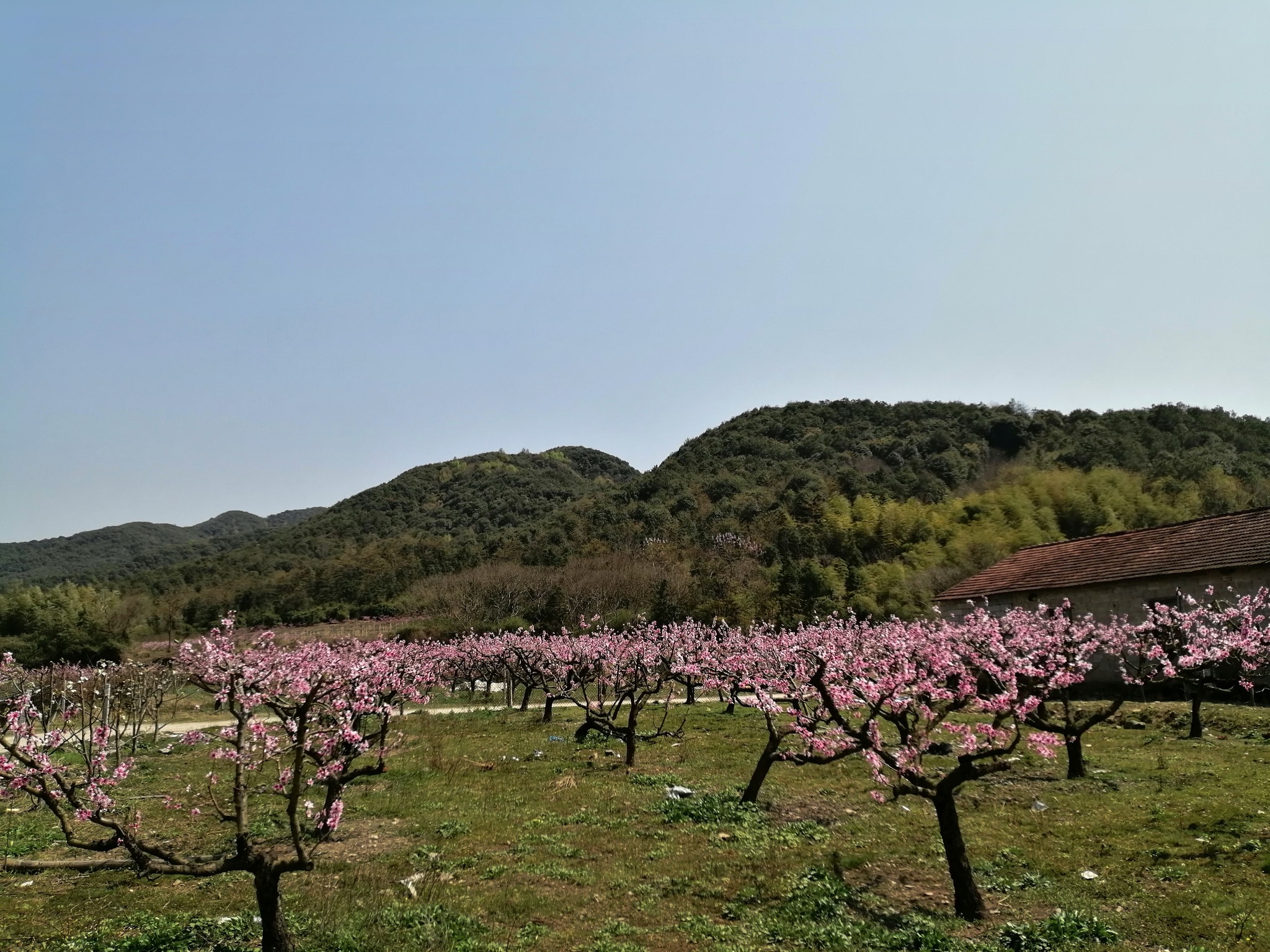 春分時節賞櫻花(章鎮櫻花谷),上虞旅遊攻略 - 馬蜂窩