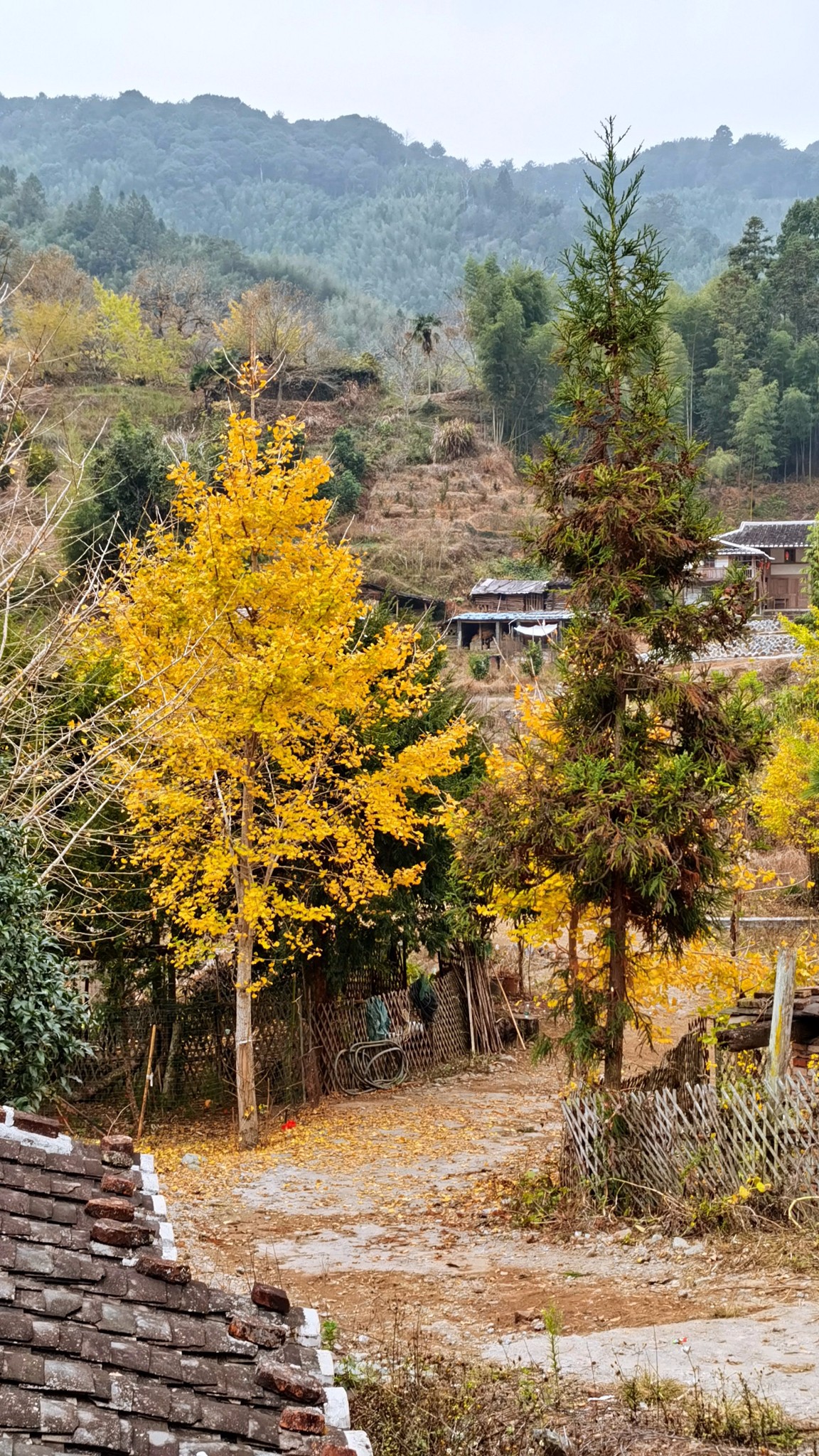 一場說走就走的旅行(尤溪龍門場銀杏村匆匆一日遊),尤溪旅遊攻略 - 馬