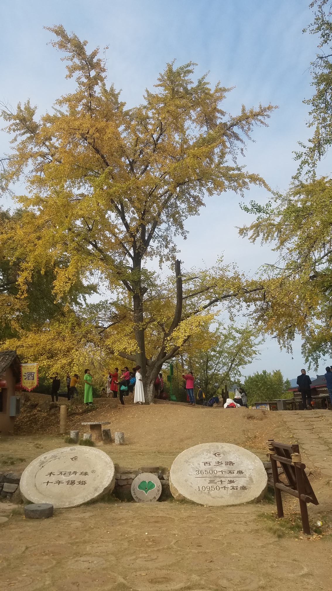 随州洛阳镇里银杏谷(2019.11.12)