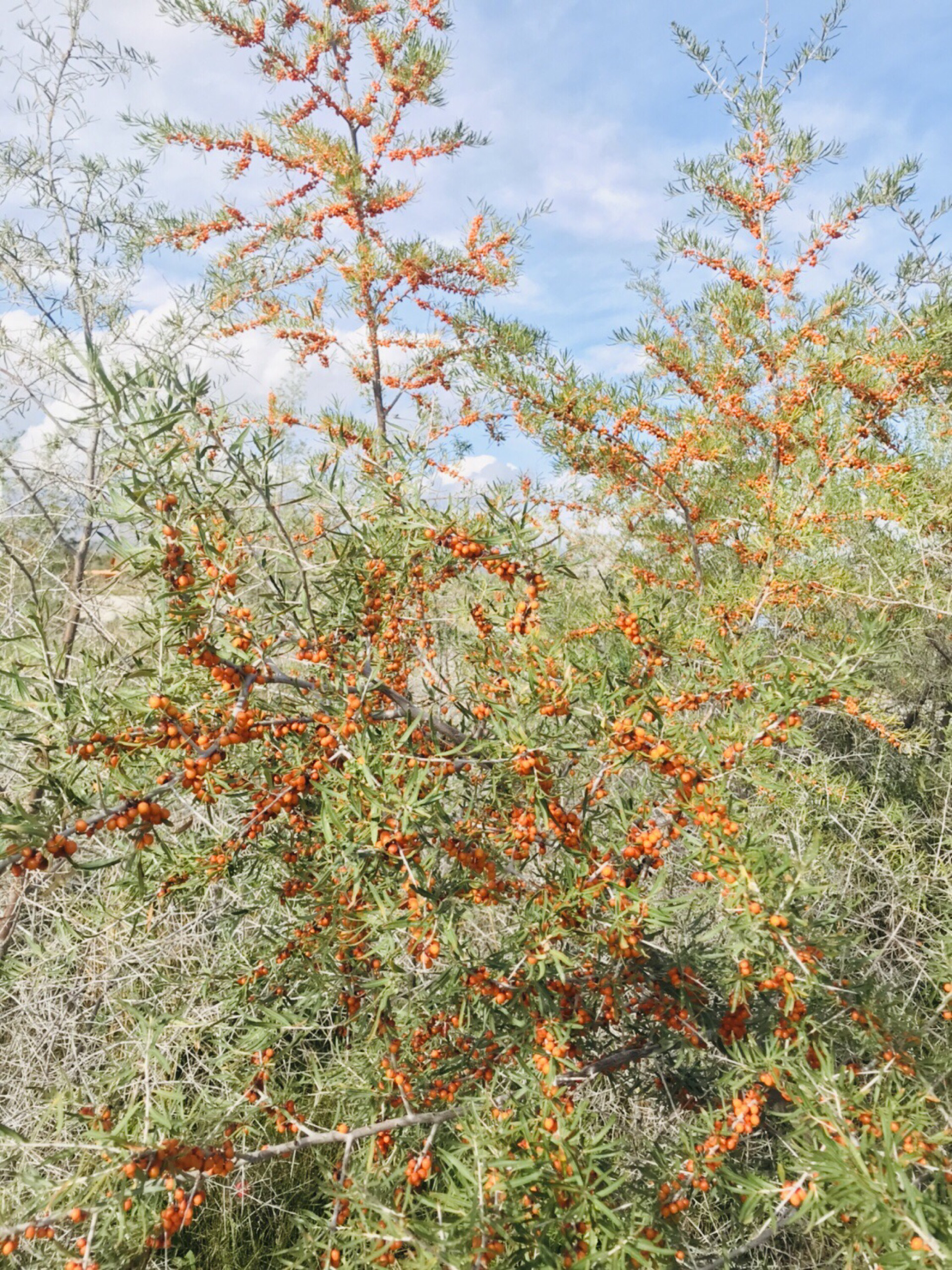【乌什县景点图片】沙棘林湿地公园景区