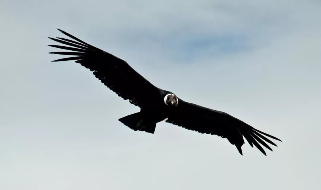 世界第二深的科尔卡峡谷,翱翔着地球上最大的飞禽 - 马蜂窝