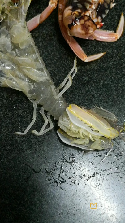 东澳岛特产——超大濑尿虾9191