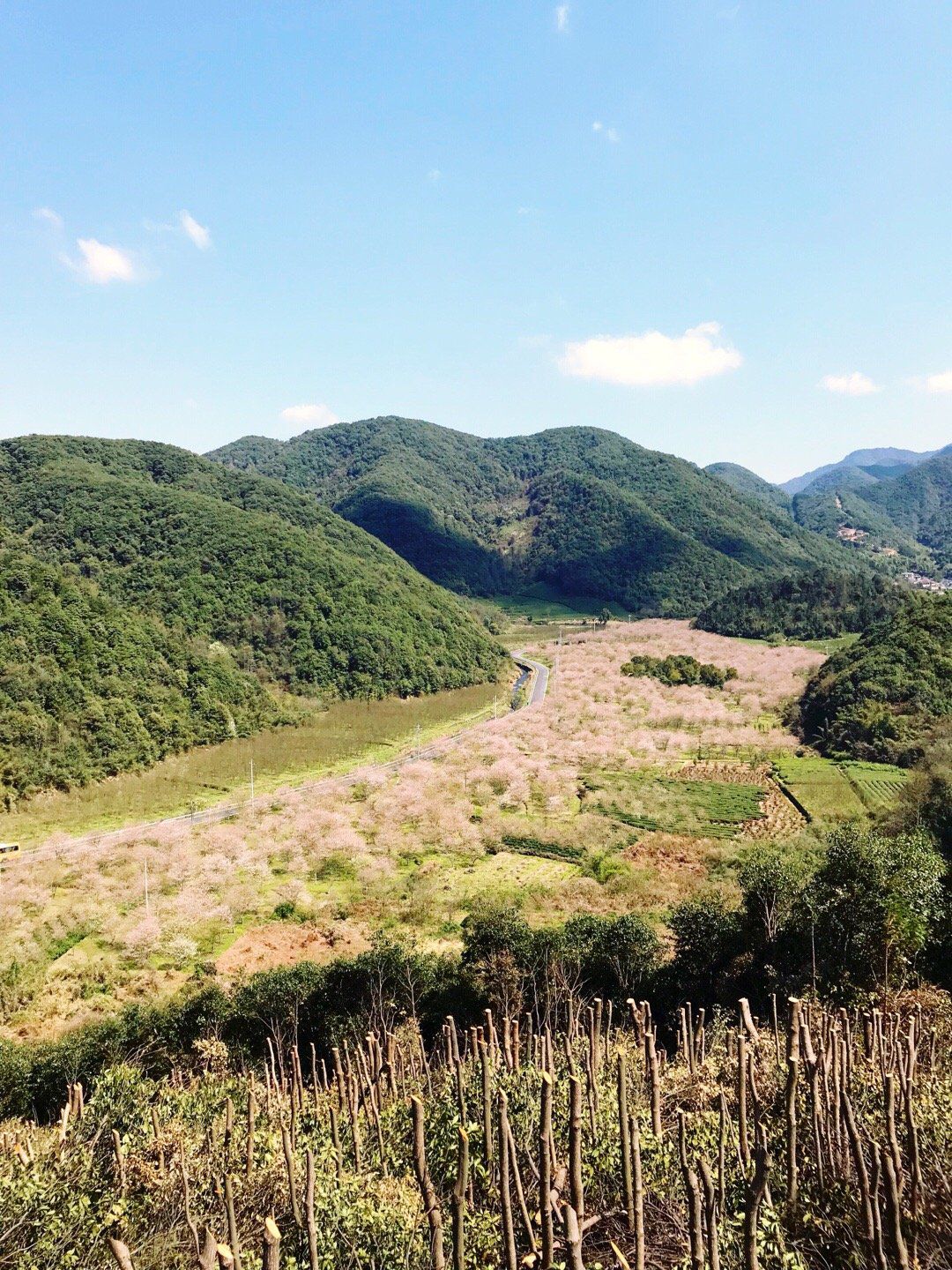 春分时节赏樱花(章镇樱花谷,上虞旅游攻略 马蜂窝