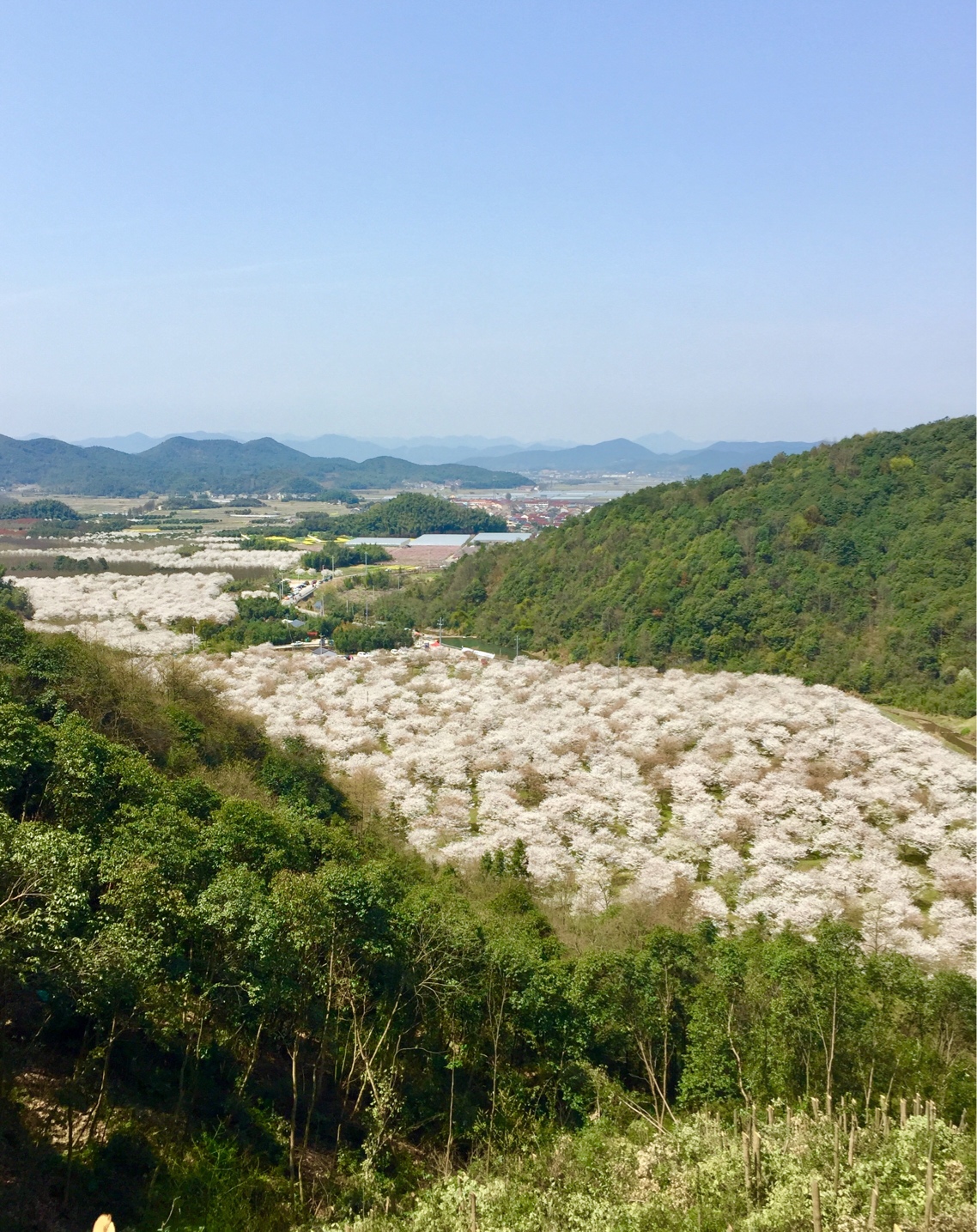 春分时节赏樱花(章镇樱花谷)