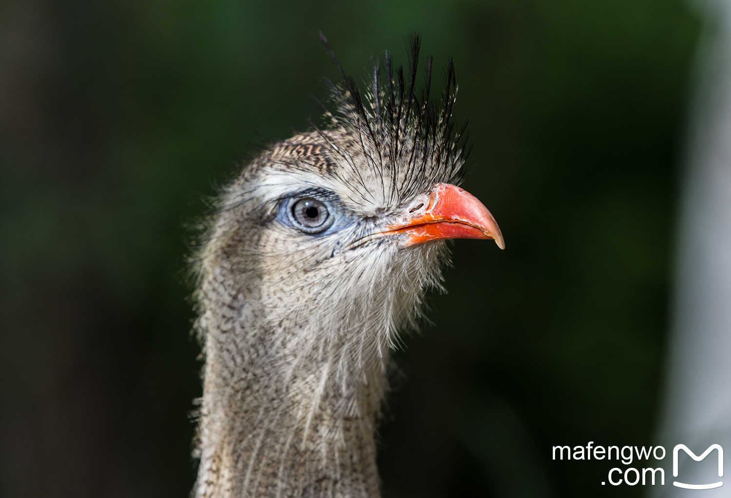 「草莓君特輯」——里爾動物園超全動物圖譜 zoo de lille