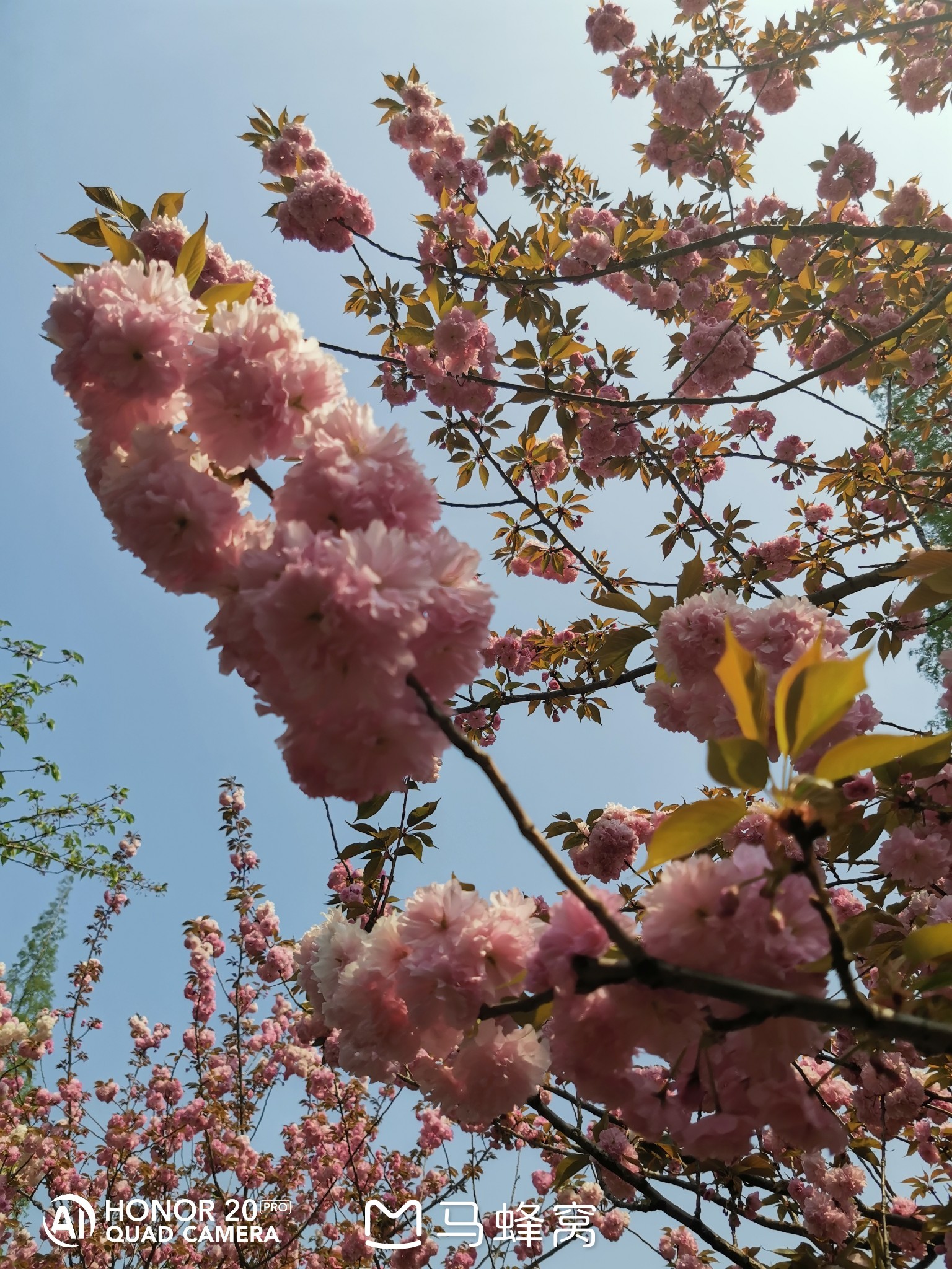杨浦公园的紫藤花