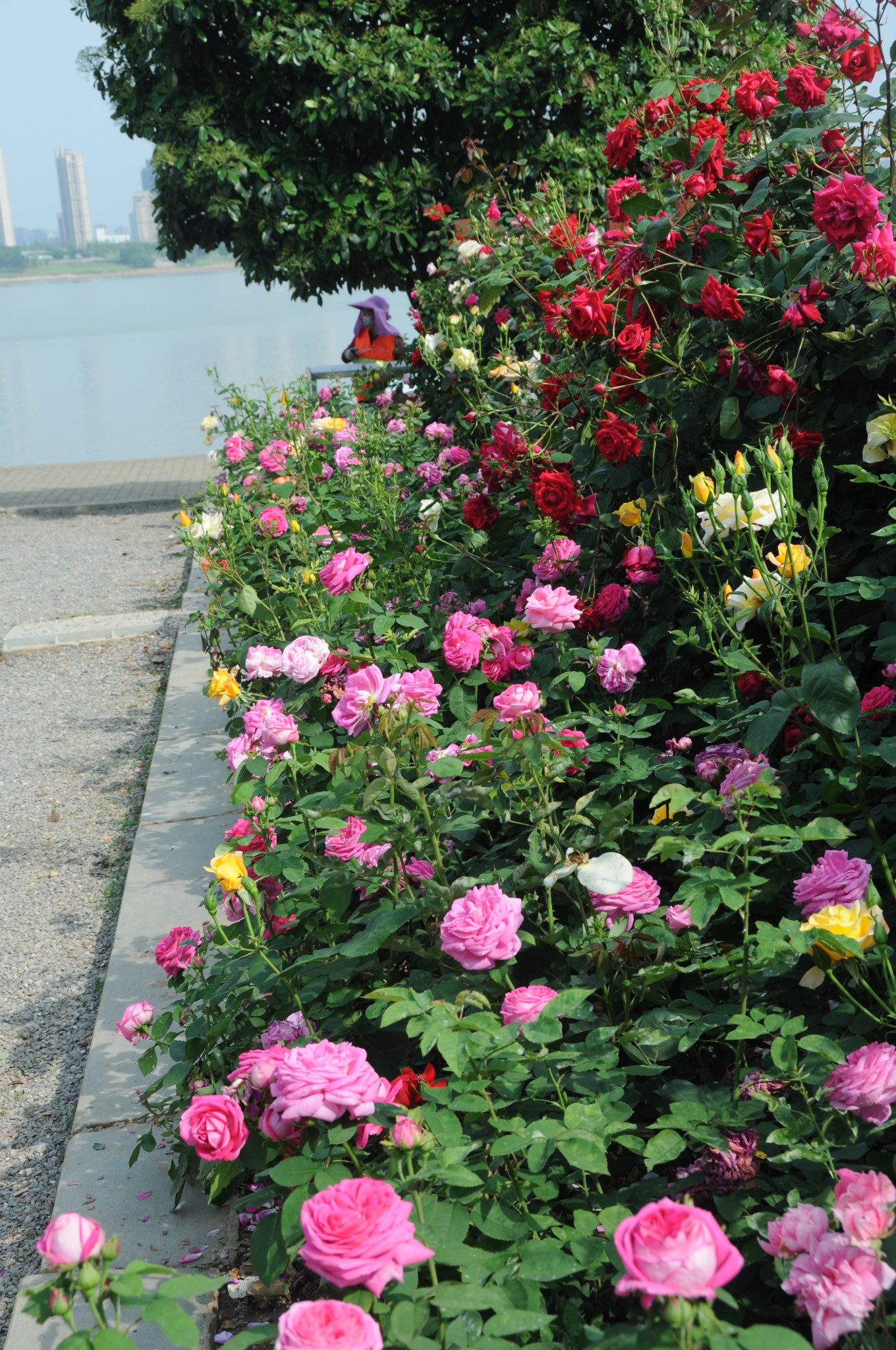 南昌滨江月季园