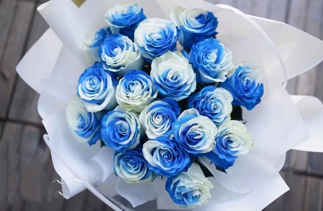 厄瓜多尔北极蓝玫瑰图片