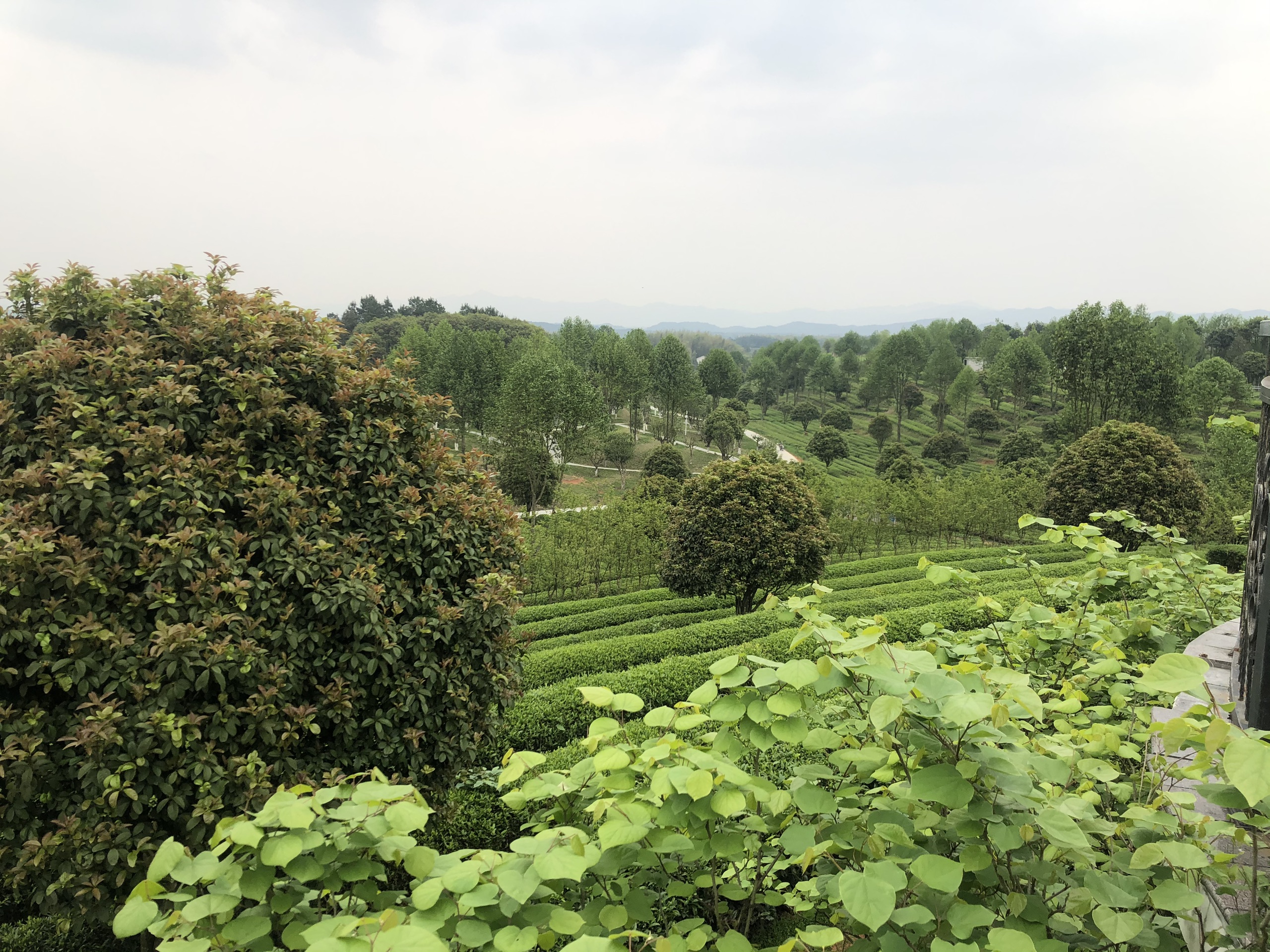 長沙周邊,踏春賞花地盤點