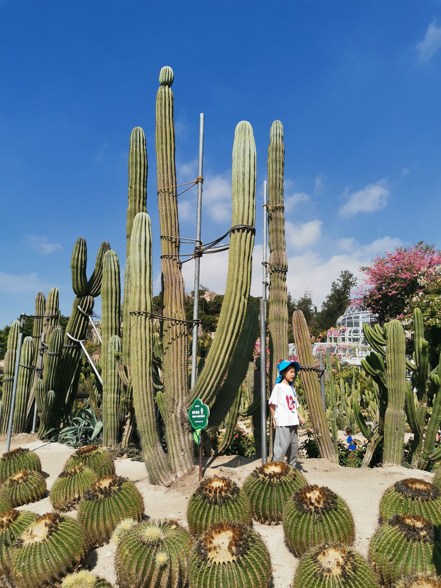 廈門鼓浪嶼,植物園 - 2021年11月20-21日 - 馬蜂窩