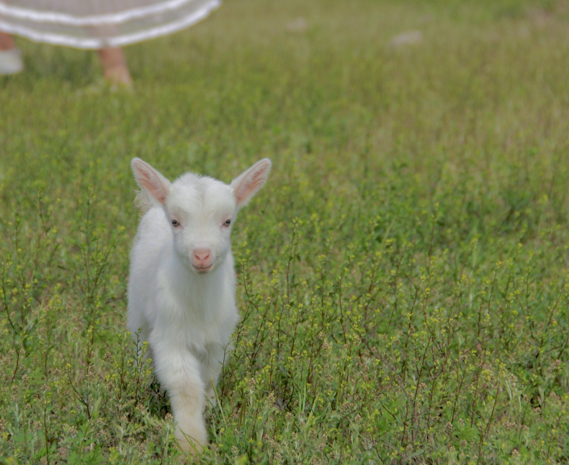 【自驾】上垟白鹭湾湿地公园观赏羊咩咩