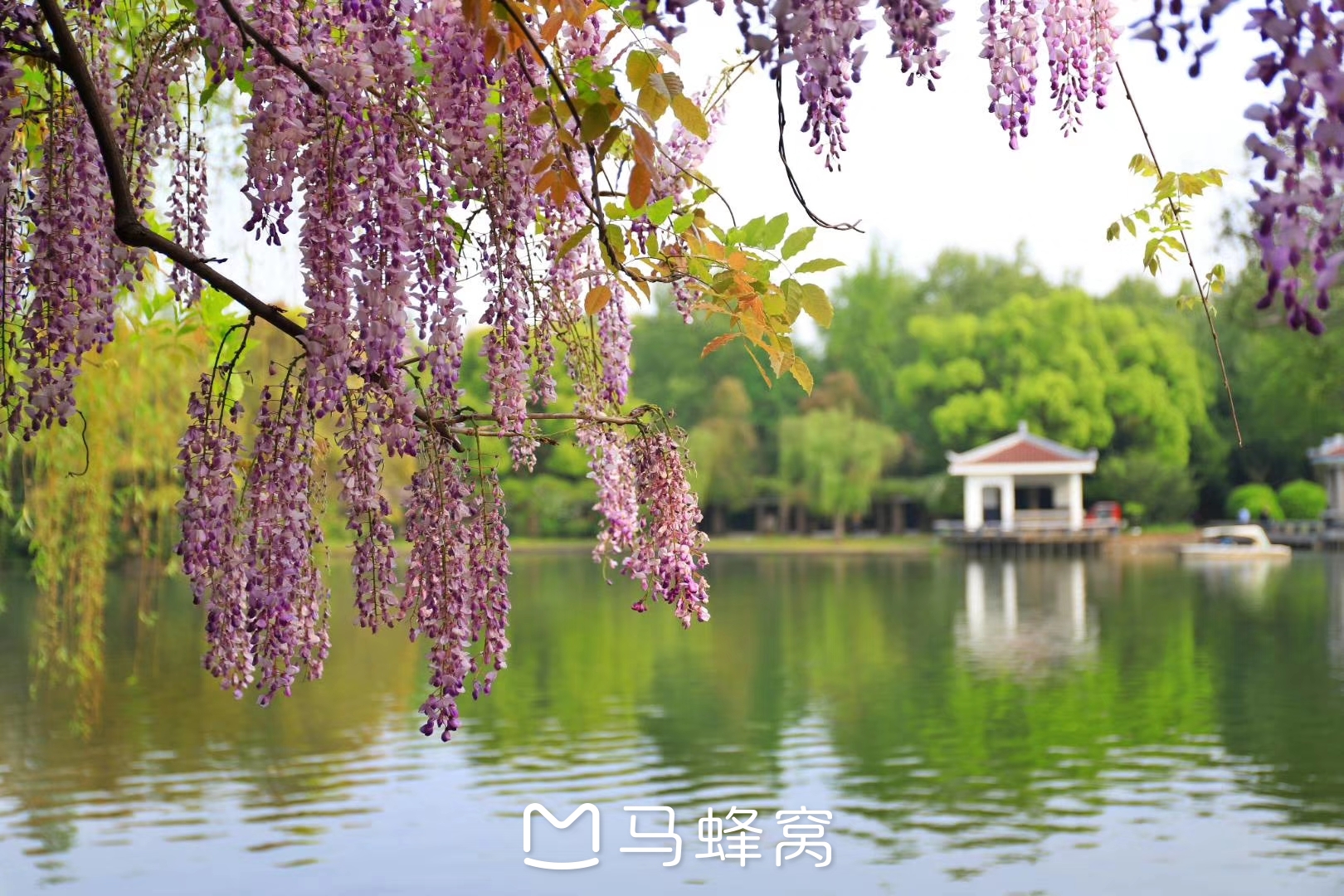 楊浦公園的紫藤花