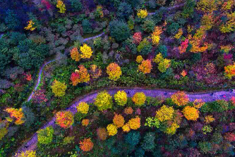 重庆 彩色森林大门票