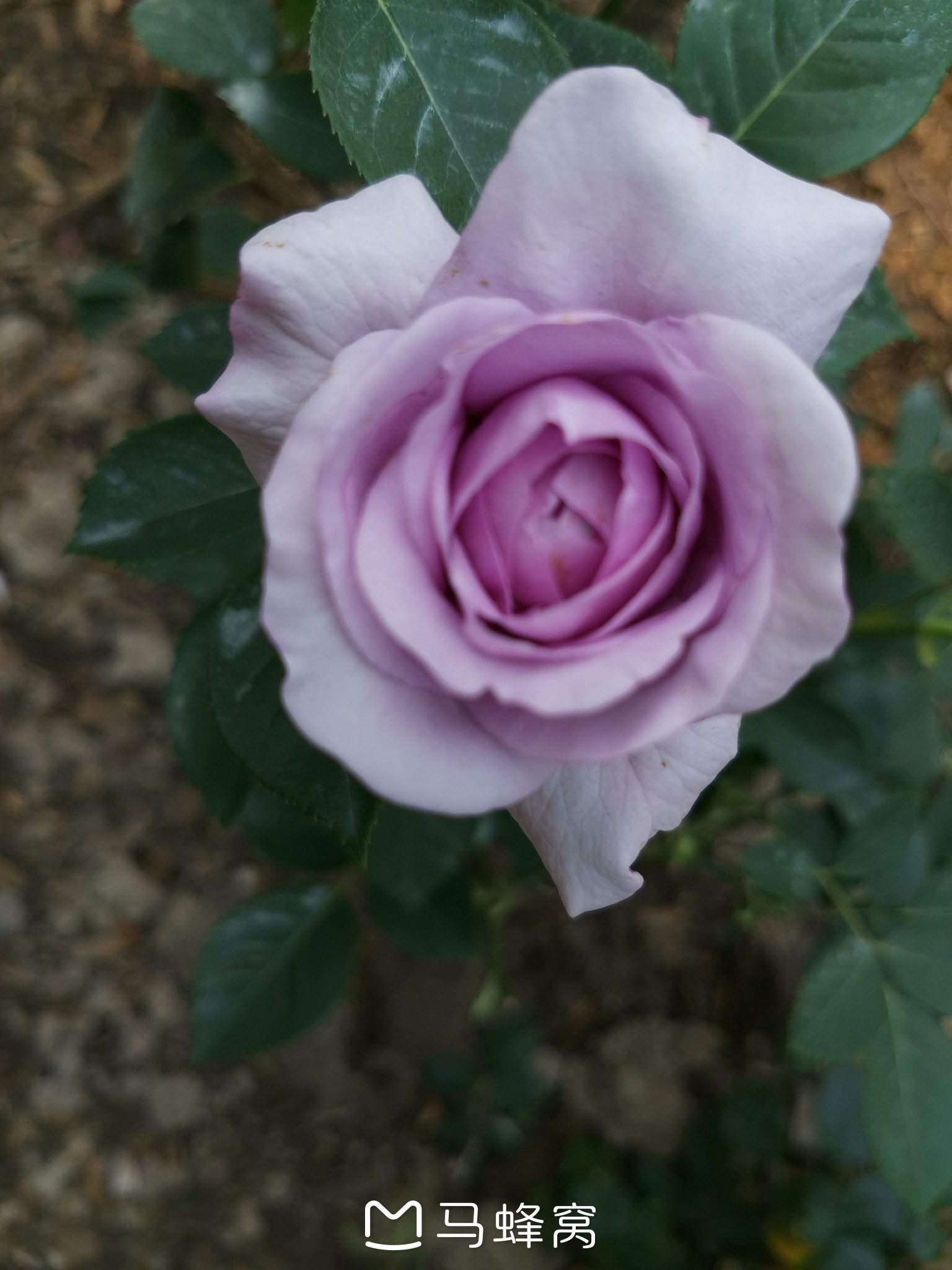 楊浦公園的紫藤花