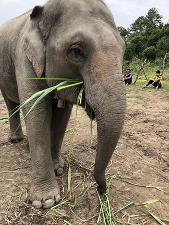 dumbo elephant spa旅游图片,dumbo elephant spa自助游图片,dumbo