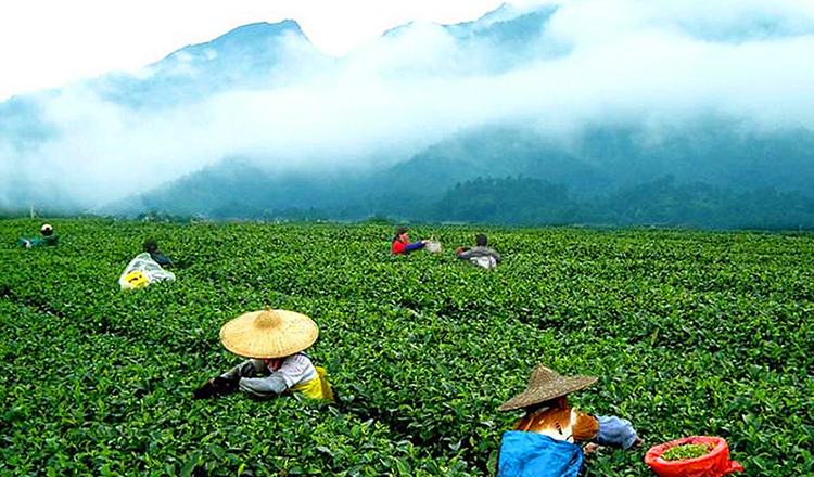 云南西双版纳茶园大渡岗万亩茶园体验采茶制茶一日游丽江大理旅游