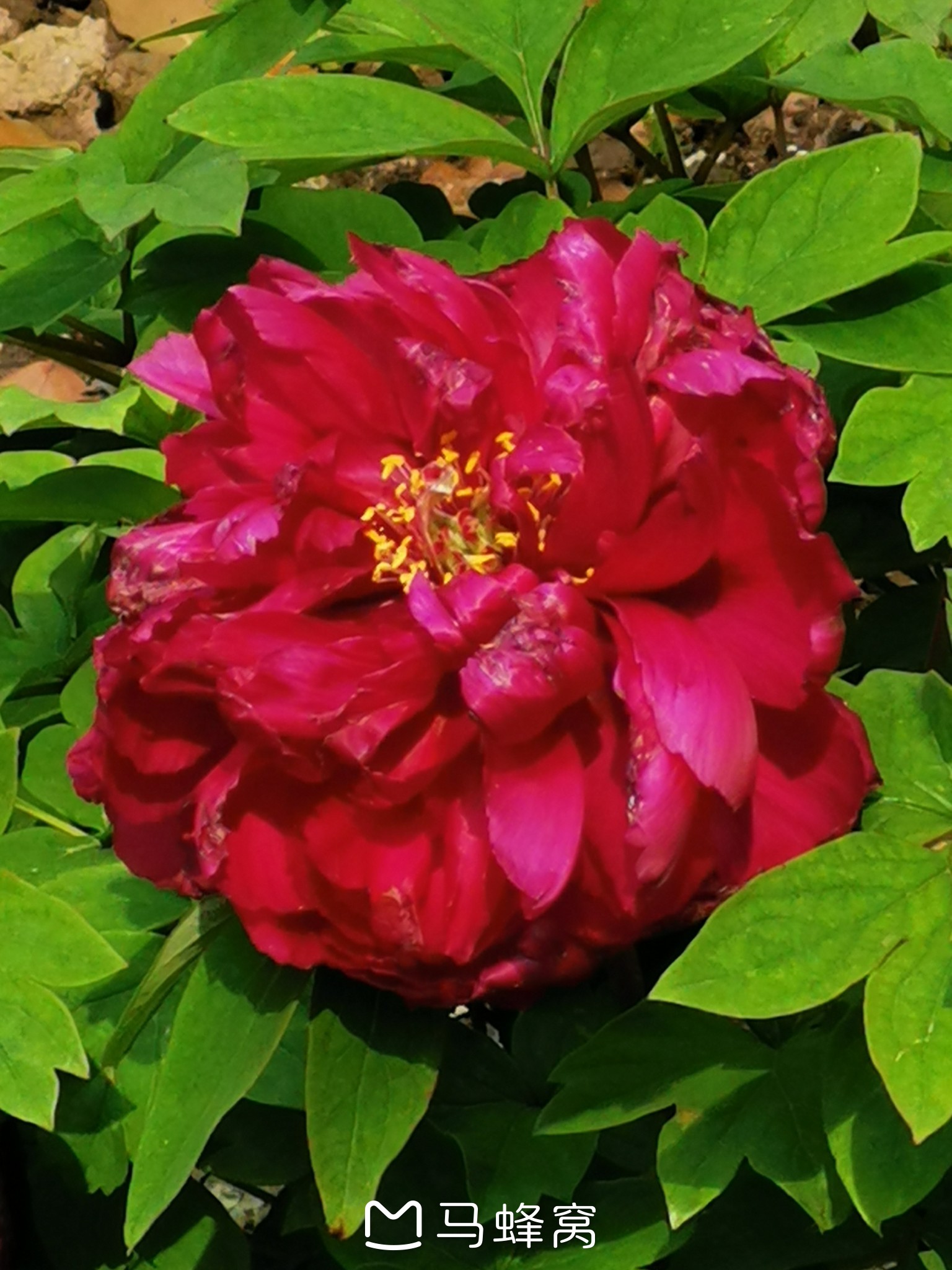 杨浦公园的紫藤花