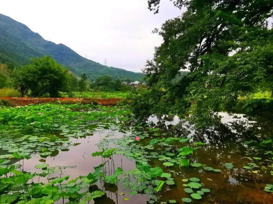 崇阳古堰湾野趣游