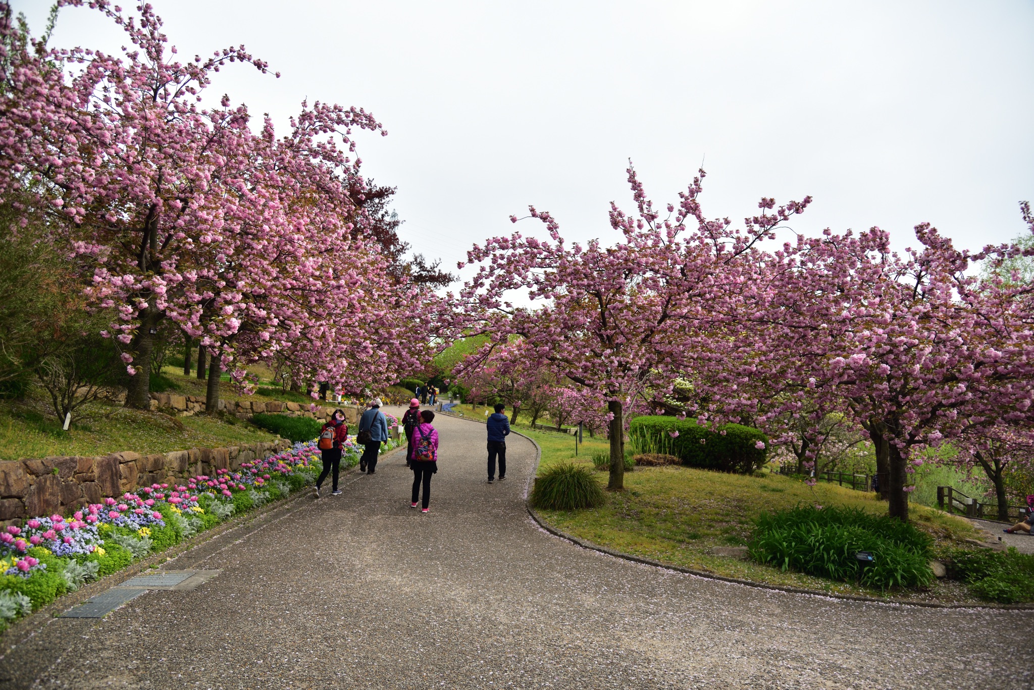 宇治市植物园攻略 宇治市植物园门票 地址 宇治市植物园景点攻略 马蜂窝