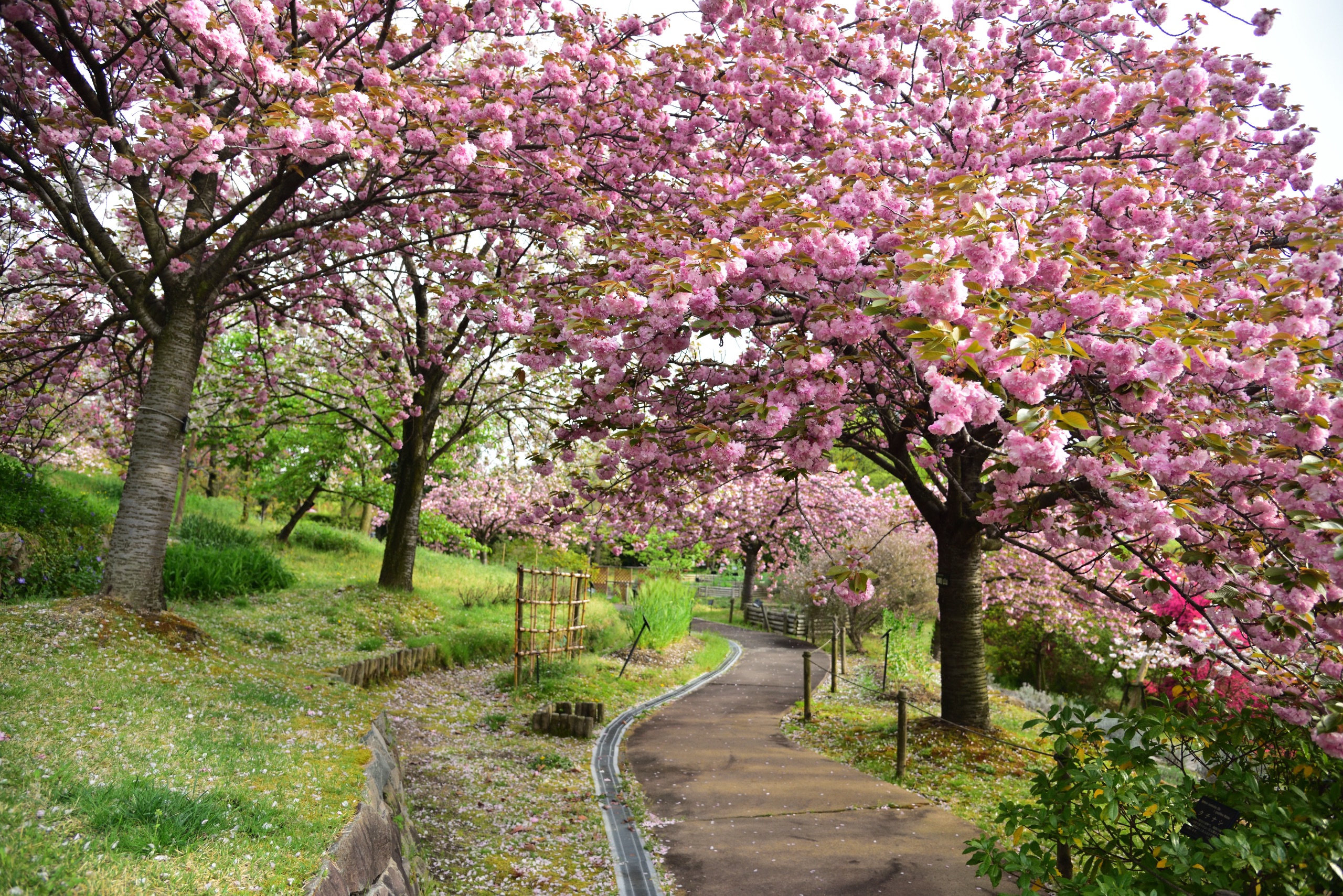 宇治市植物园攻略 宇治市植物园门票 地址 宇治市植物园景点攻略 马蜂窝