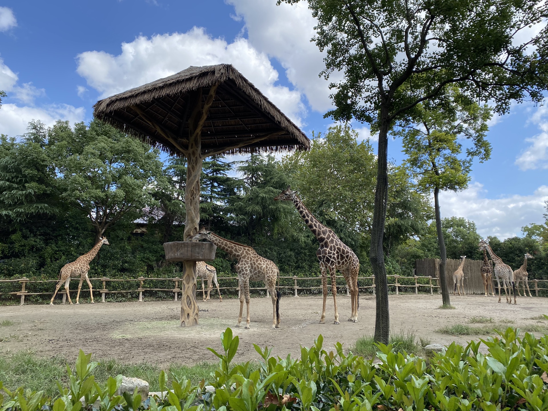 上海野生動物園遊記