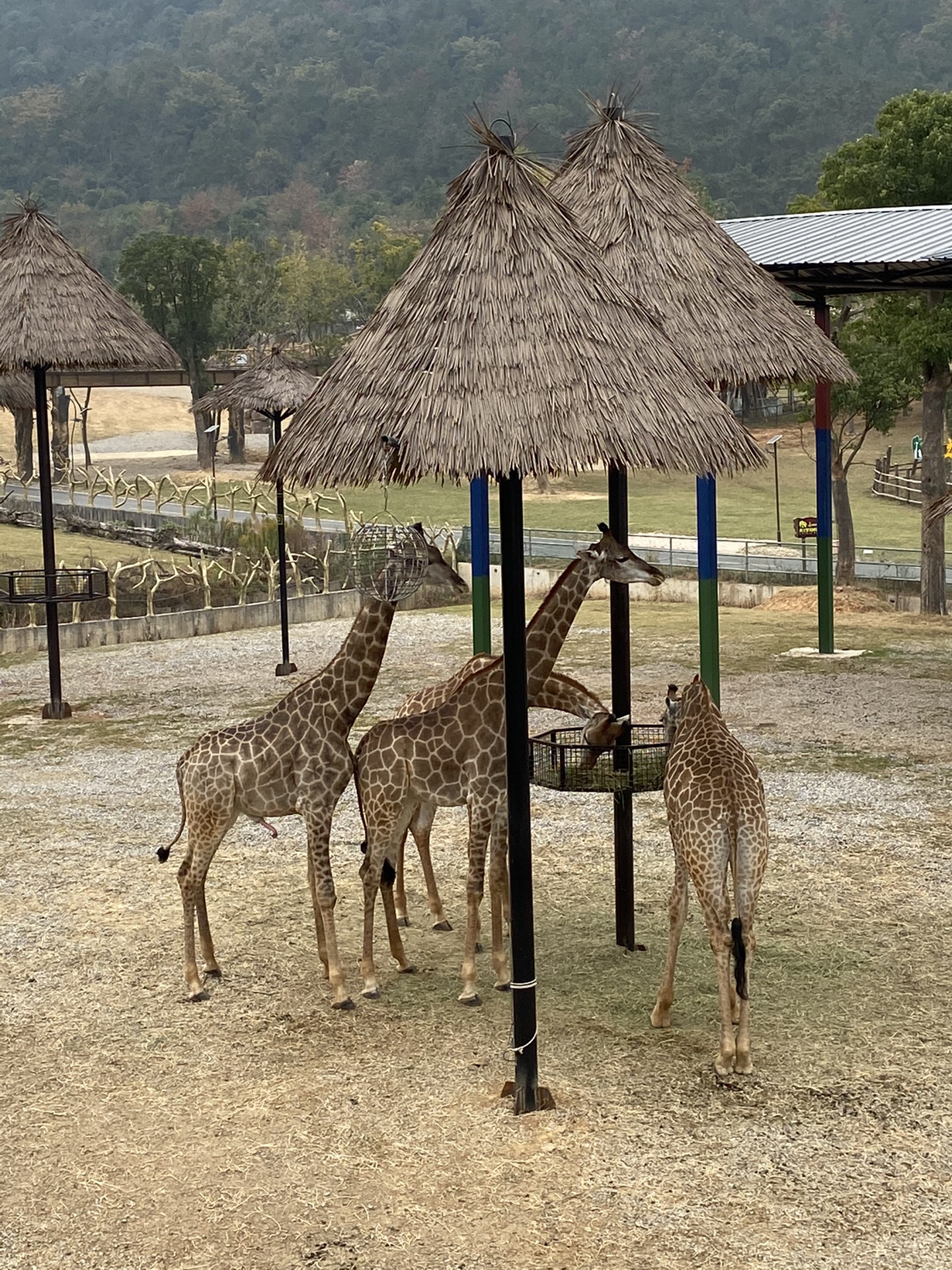 湖州長興龍之夢動物世界酒店