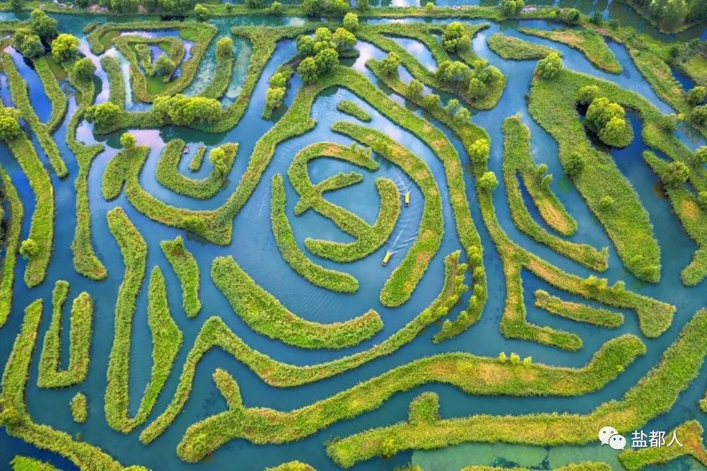 正值初秋,世界吉尼斯记录的"世界最大芦荡迷宫"的芦苇荡从青转黄