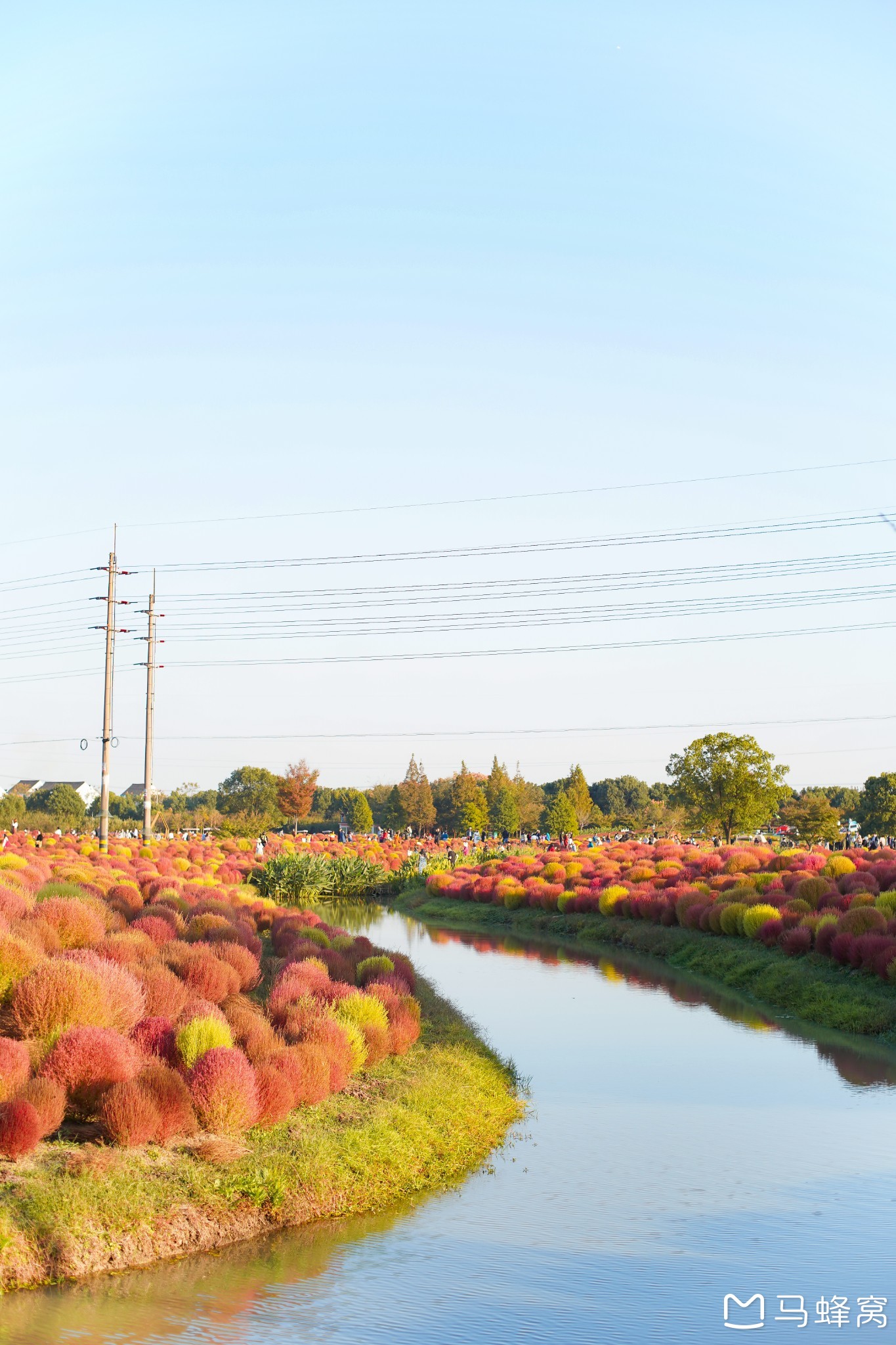 地肤最佳观赏期已至