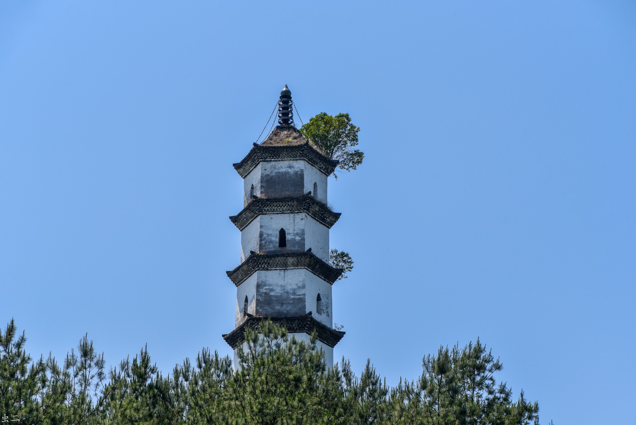 松阳 青云塔 县保 古塔巡礼系列之444 青蒙塔