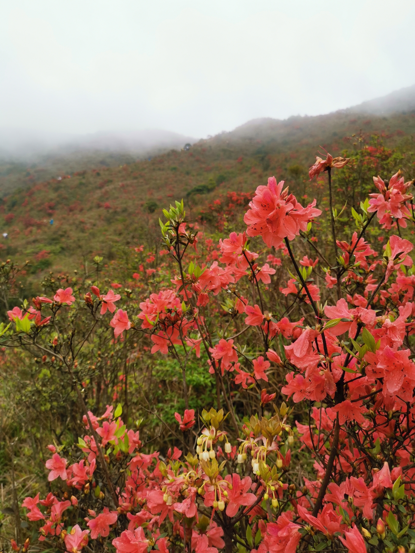 天露山613月杜鹃花