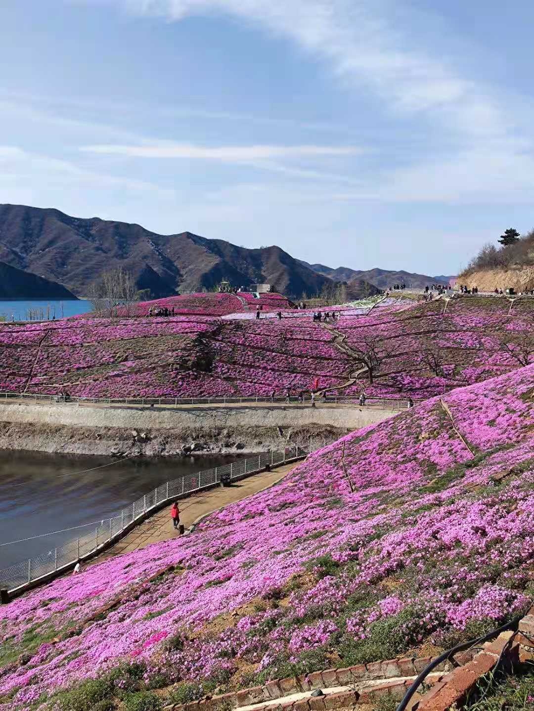 唐山遷西雨花谷芝櫻花海春日盛放!