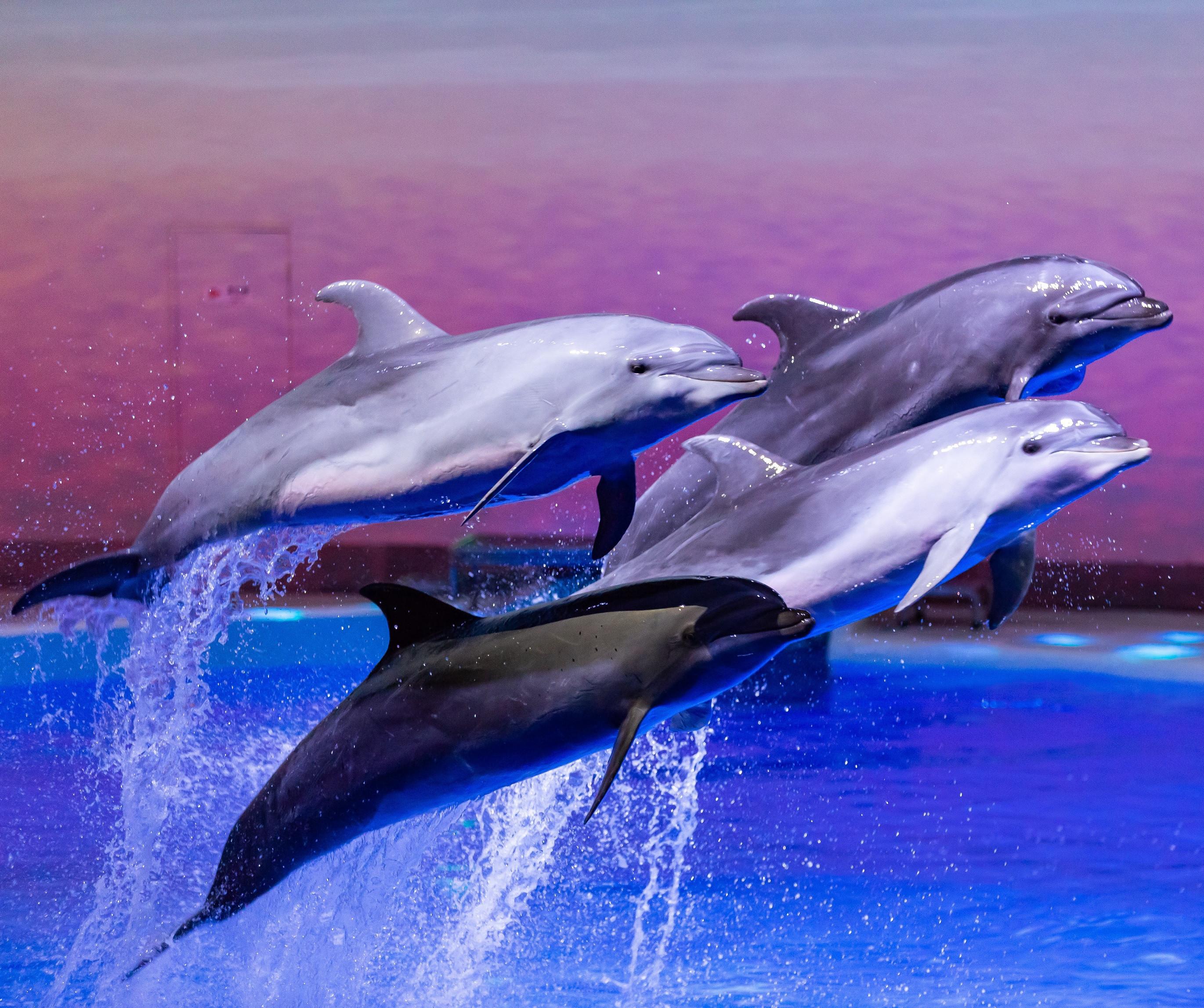 上海海昌海洋公园电子门票