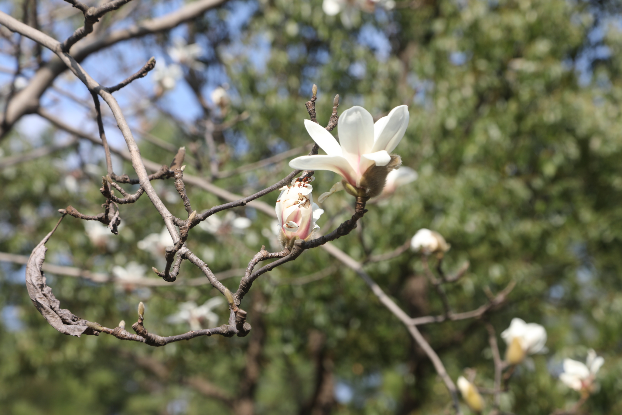 華翔綠地公園