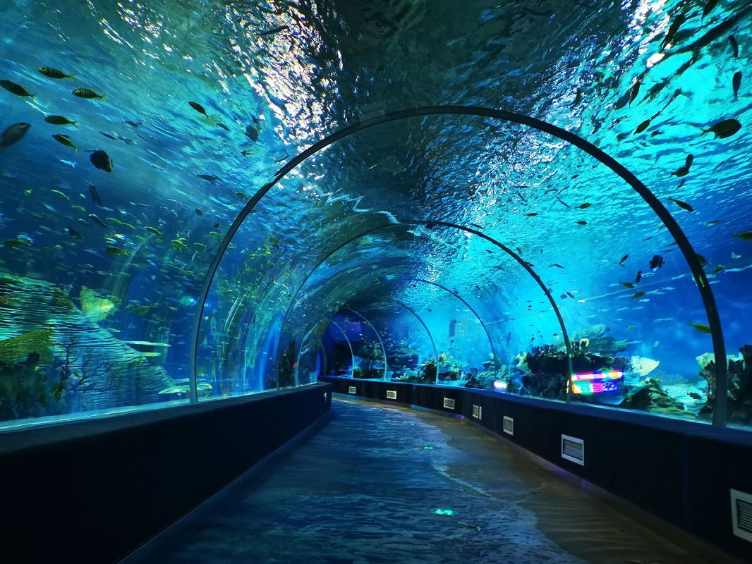 阜阳尧泰汉海海洋公园门票(集海洋生物展示 海洋动物表演 海洋科普