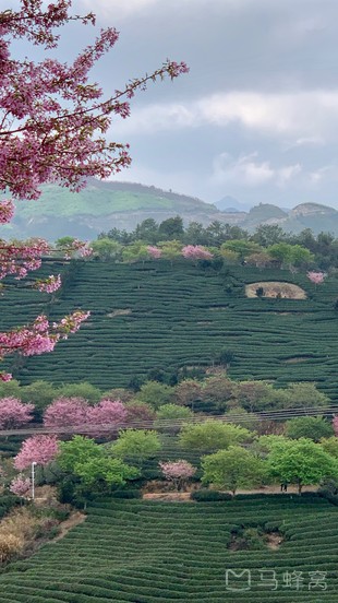 大田屏山樱花园旅游图片,大田屏山樱花园自助游图片,大田屏山樱花园