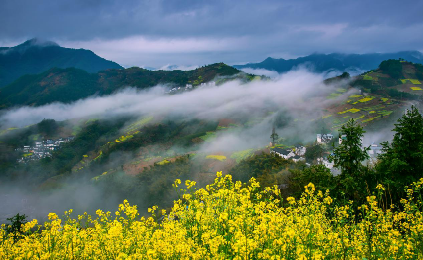 安徽黄山:油菜花开满地香 乡村美景最迷人