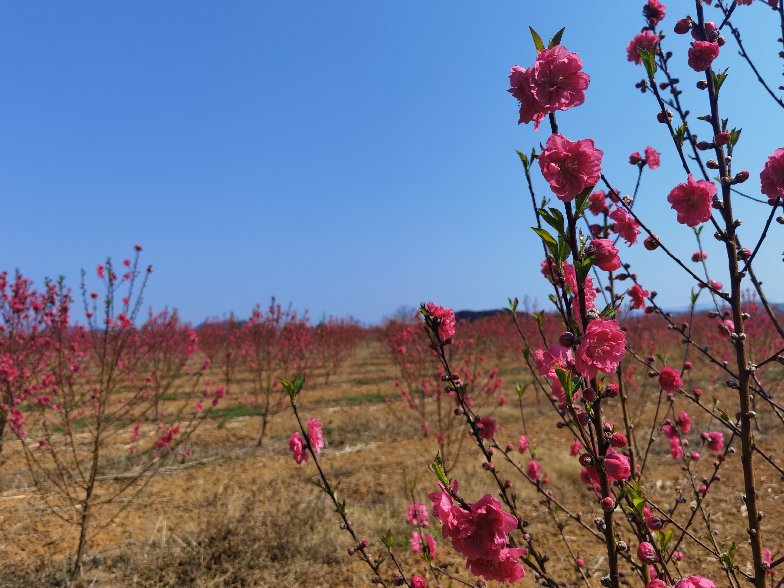 【雁山区景点图片】马家坊十三幺花海