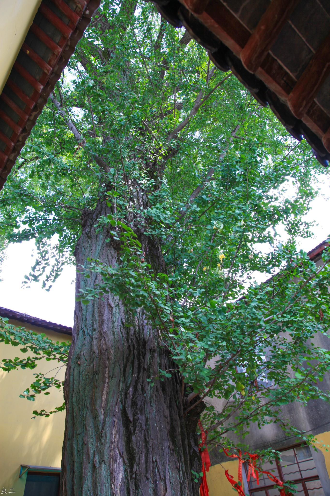 上海万寿庵 区保 马桥老街 上海银杏120号384号 古树寻踪