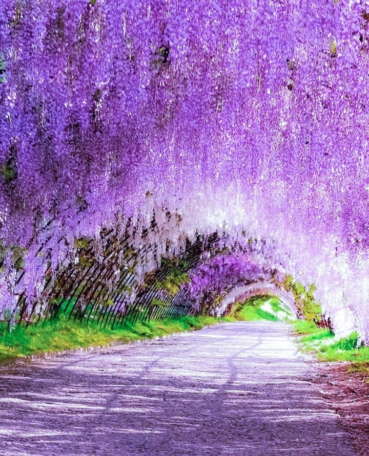 北九州市河内藤园紫藤赏花攻略 北九州市河内藤园紫藤赏花门票 地址 北九州市河内藤园紫藤赏花景点攻略 马蜂窝