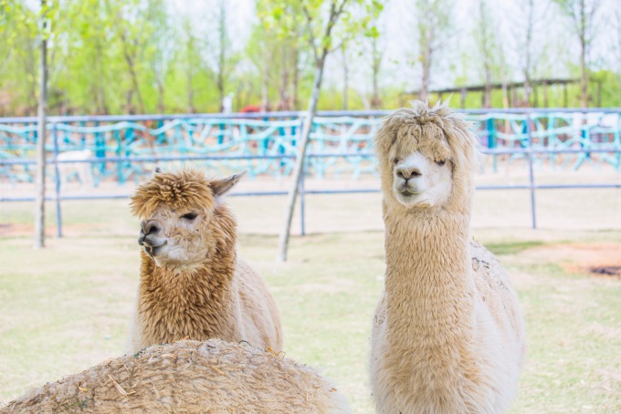 宿州野生動物園