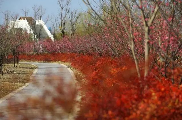 第三届南湖梅花节邀您共赏百亩花海!