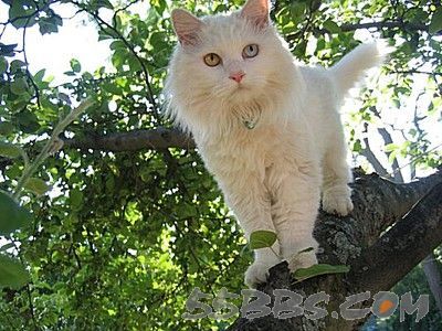 幸福的北京大猫,害苦了加拿大的兔子- 马蜂窝