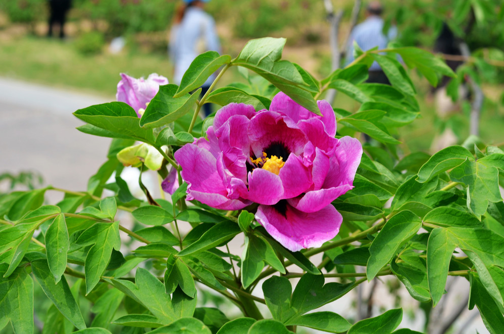 國色天香,菏澤牡丹(2012年4月23日)圖片605,山東省旅遊景點,風景名勝