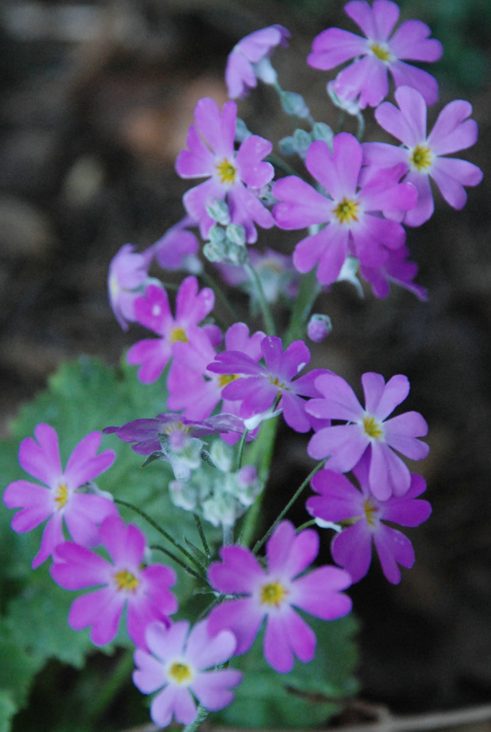 紫色的小花,不知其名(美女樱)