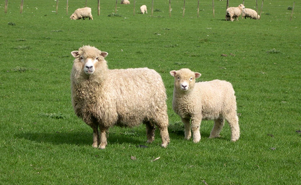 新西兰北岛奥克兰绵羊世界门票sheepworld观看绵羊和牧羊犬表演