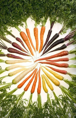 胡萝卜:carrot 胡萝卜被誉为"皮肤食品",能润泽肌肤.